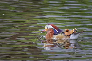 Mandarin duck on the lake
