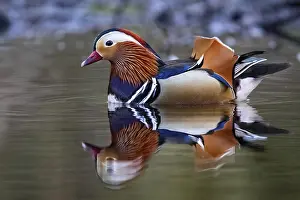 Mandarin ducks (Aix galericulata)