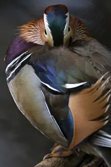 Mandarin ducks (Aix galericulata) male sitting on branch by pond