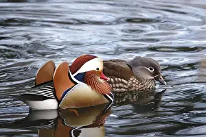 Mandarin ducks in a lake, winter, Germany, Europe