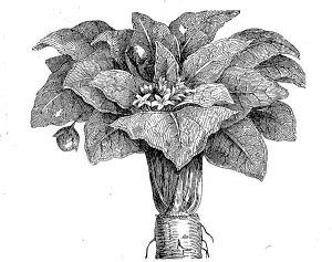 Mandragora officinarum, Mandragora officinarum
