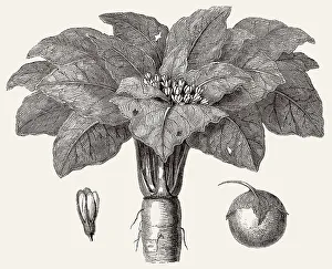Mandrake, Mandragora officinarum