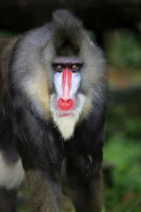 Mandrill (Mandrillus sphinx), adult