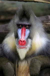 Mandrill (Mandrillus sphinx), adult