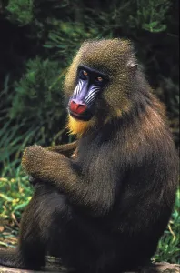 Mandrill (mandrillus sphinx), FEMALE SITTING ON THE GROUND