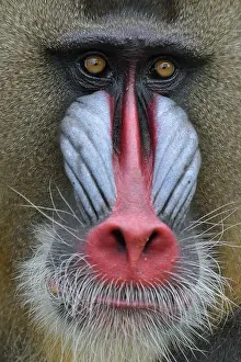 Mandrill (Mandrillus sphinx), male