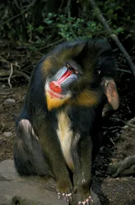 Mandrill (mandrillus sphinx), male crossing his head with his foot