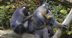 Mandrill (mandrillus sphinx), Pair Grooming