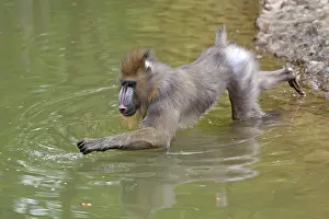 Mandrill (Mandrillus sphinx) in water