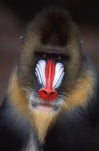 Mandrill, Monkey, Portrait