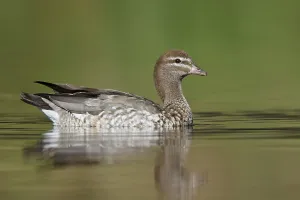 Maned Duck (Chenonetta jubata) female