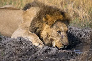 Maned lion drinks, lion (Panthera Leo) lying in grass
