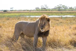 Maned lion, lion (Panthera leo)