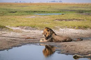 Maned lion, lion (Panthera leo)