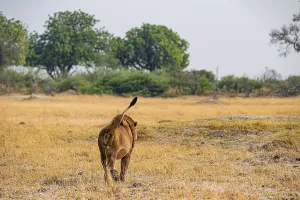 Maned lion, lion (Panthera leo) goes away