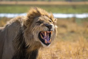 Maned lion, lion (Panthera Leo) hisses
