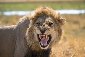 Maned lion, lion (Panthera Leo) hisses
