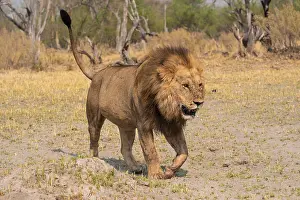 Maned lion, lion (Panthera Leo) runs to the side