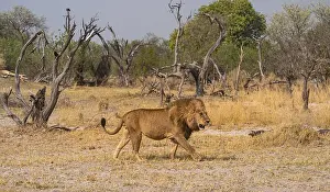 Maned lion, lion (Panthera Leo) runs to the side