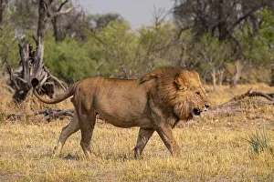 Maned Lion, Lion (Panthera Leo) runs