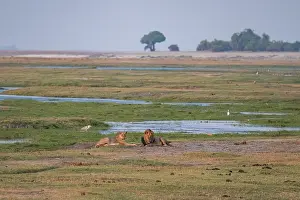 Maned lion and lioness, lion (Panthera leo)