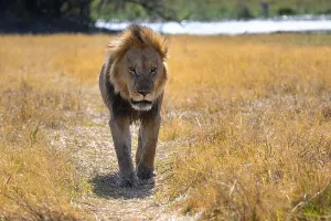 Maned lion (Panthera Leo) lying in grass