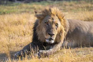 Maned lion (Panthera Leo) lying in grass