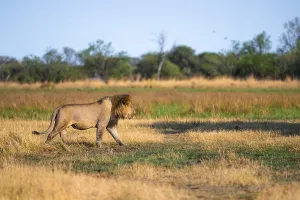 Maned lion running, lion (Panthera Leo) in grass