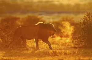 Maned lion at sunrise, Masai Mara Game Reserve