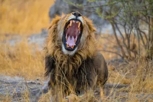 Maned lion yawns and shows teeth