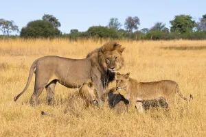 Maned lion and young animals, lion (Panthera Leo) lying in grass