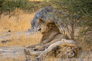 Two maned lions, lion yawns, siblings lying in grass