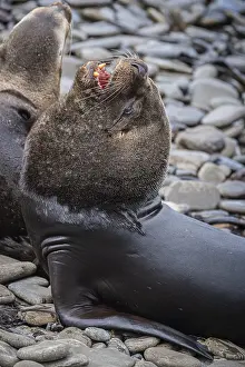 Maned seal (Otaria flavescens)
