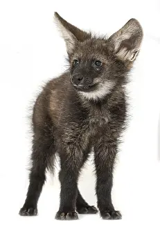 Maned Wolf, Chrysocyon brachyurus