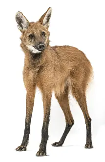 Maned Wolf, Chrysocyon brachyurus