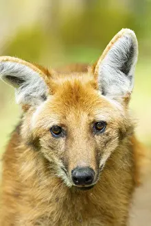Maned wolf (Chrysocyon brachyurus)