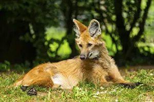 Maned wolf (Chrysocyon brachyurus) lying on the ground