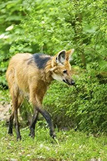 Maned wolf (Chrysocyon brachyurus) walking around