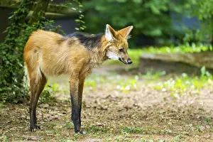 Maned wolf (Chrysocyon brachyurus) walking around