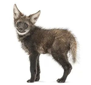 Maned Wolf cub, Chrysocyon brachyurus