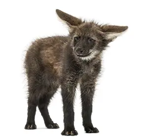 Maned Wolf cub standing, looking at the camera