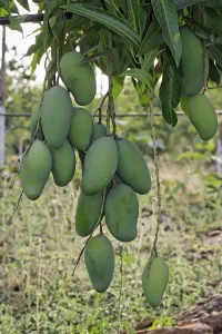 Mango cultivation, India