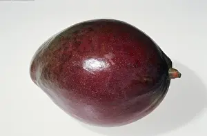 Mango (Mangifera indica)