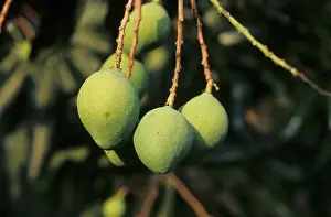 Mango (Mangifera indica)
