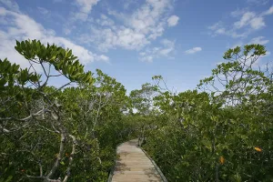 Framed Print : Mangrove Forest, Coral Reef State Park