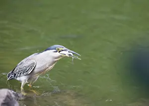 Mangrove Heron (Butorides striata)