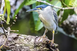 Mangrove Heron (Butorides striata)