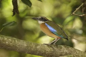 Mangrove Pitta (Pitta megarhyncha) male, Singapore