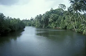 Mangrove river