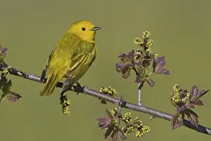 Mangrove Warbler (Setophaga petechia) male
